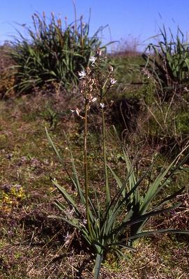 AsfodeloPradera